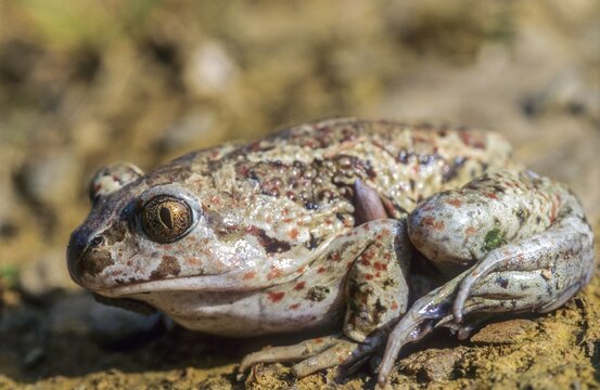 Common spadefoot, garlic toad, pelobates fuscus, amphibians, amphibians, amphibians, amphibians