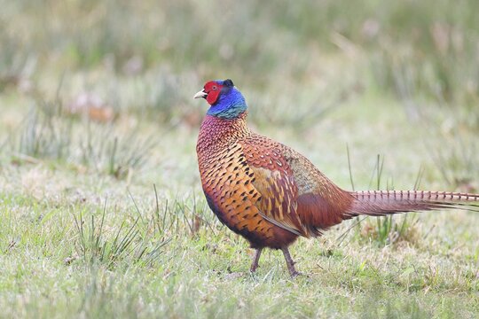 Pheasant, hunting pheasant (Phasianus colchicus), adult male bird in a meadow, wildlife, lembruch, ox moor, D&uuml;mmer nature park Park, Lower Saxony, Germany