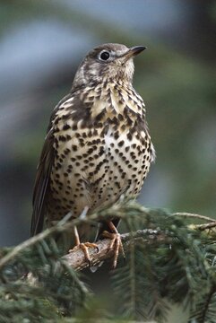 Mistletoe thrush, turdus viscivorus, birds, high size, portrait format, passeri, sleep, songbirds, sleep, songbirds