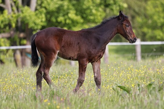 Young horse, foal (Equus ferus caballus) domestic horse, young large horse in a meadow, Schleswig-Holstein, Germany