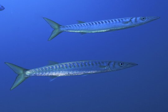 Two barracudas (Sphyraena sphyraena) swimming in the blue ocean, dive site Sec de la Jeaune Garde, Giens peninsula, Provence Alpes C&ocirc;te d'Azur, France