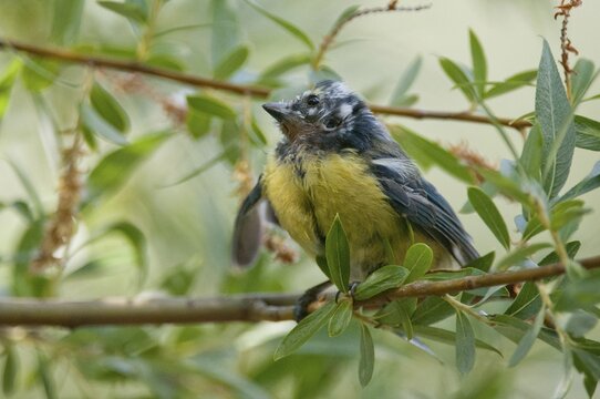 Blue tit, Parus caeruleus, Suttonella ornithocola, birds, ill, sick, tits, passeri, songbirds, tits, birds
