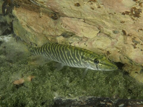 Fish with stripe pattern, pike (Esox lucius), near a rocky ground, dive site Zollbr&uuml;cke, Rheinau, Canton Zurich, Rhine, High Rhine, Switzerland, Jestetten, Germany