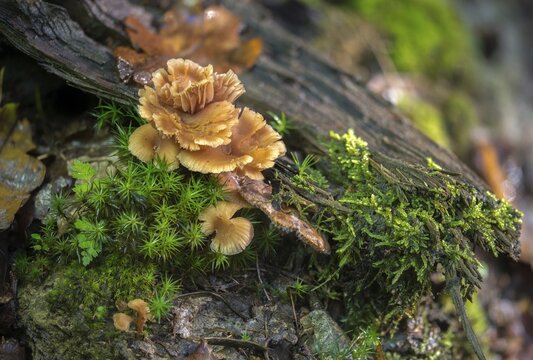 Bicoloured deceiver mushroom, laccaria bicolor, lacquer funnel, bicoloured lacquer funnel, fungi, fungi, mushrooms