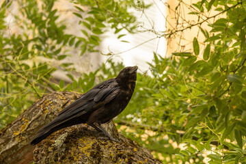 Corbeau noir posé sur une branche au milieu d'un feuillage vert abondant, dans un environnement naturel. © Romain