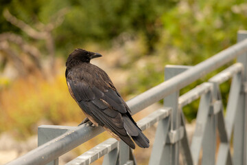 Corbeau noir perché sur une rambarde métallique, photographié de profil avec un arrière-plan végétal flou. © Romain