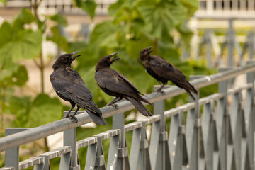 Trois corbeaux noirs perchés sur une rambarde métallique dans un environnement verdoyant, scène de comportement social des oiseaux. © Romain