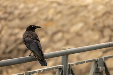 Corbeau noir perché sur une rambarde métallique avec un mur en pierre flou en arrière-plan. © Romain