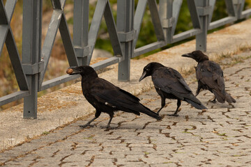 Deux corbeaux noirs marchant sur un chemin pavé dans un environnement extérieur, illustrant le comportement naturel des oiseaux. © Romain