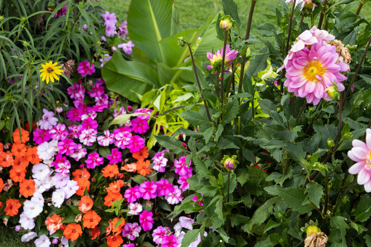 Massif de fleurs color&eacute;es dans un jardin paysager, avec des fleurs roses, orange, violettes et blanches entour&eacute;es de feuillage vert.