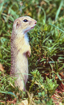 common ground squirrel, Spermophilus citellus, standing upright looking attentively 558
