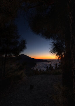 View of Mirador de Esperanza at sunset with a silhouette of Mount Teide rising above a sea of clouds framed by pine trees in Aguamansa, Canarias, Spain.