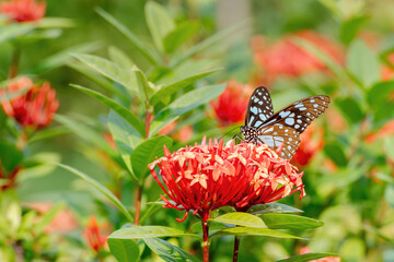 A beautiful Blue Tiger butterfly (Tirumala limniace) is seated on flower, a close-up side view of colourful wings in a blurred green background, West Bengal, India © Shubhrojyoti