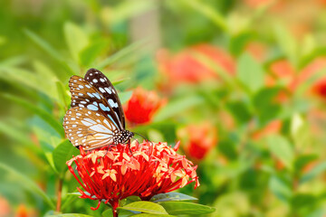 A beautiful Blue Tiger butterfly (Tirumala limniace) is seated on flower, a close-up side view of colourful wings in a blurred green background, West Bengal, India © Shubhrojyoti