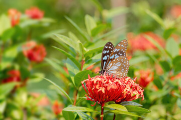 A beautiful Blue Tiger butterfly (Tirumala limniace) is seated on flower, a close-up side view of colourful wings in a blurred green background, West Bengal, India © Shubhrojyoti