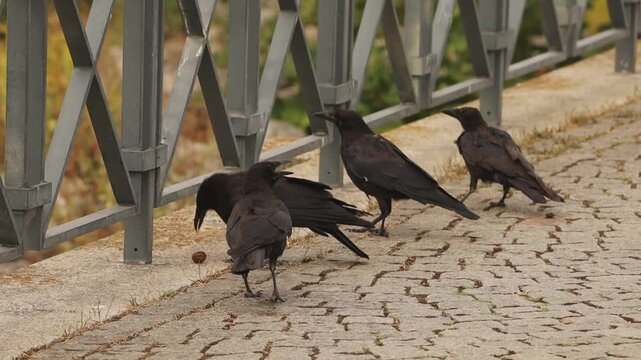 Trois corbeaux noirs se nourrissant ensemble sur un chemin pav&eacute;, tandis que l'un d'eux mange une noix sous le regard des autres oiseaux.