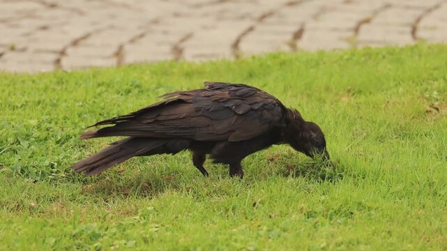 Corbeau noir cherchant de la nourriture dans une pelouse verte, grattant et fouillant le sol avec son bec dans un comportement naturel de recherche alimentaire.