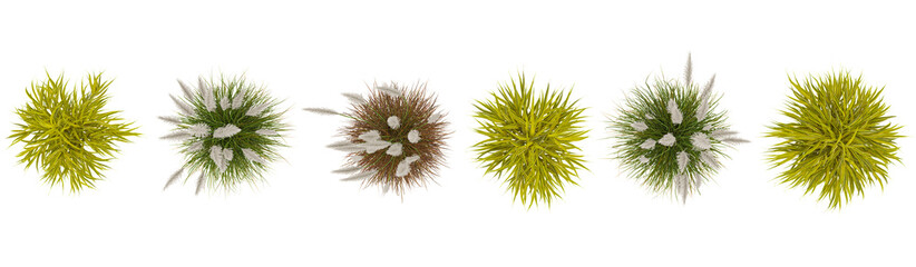 Fototapeta premium 3d illustration of Cortaderia,Hakonechloa grass on transparent background from the top view