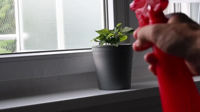 Watering a potted green houseplant with spray bottle on windowsill at home