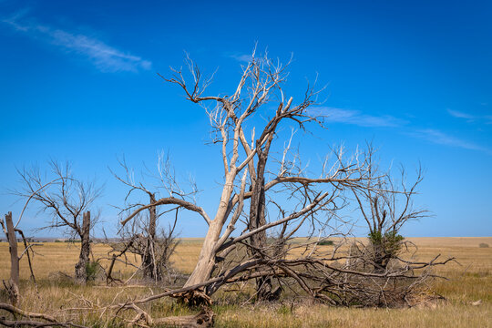 Old, dead trees out on the open great plains of the Midwest