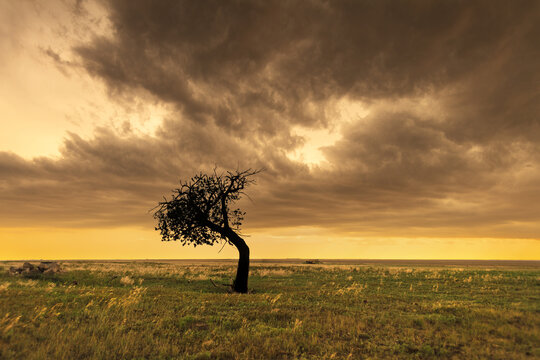 Lone tree silhouetted against an orange sunset on the Great Plains