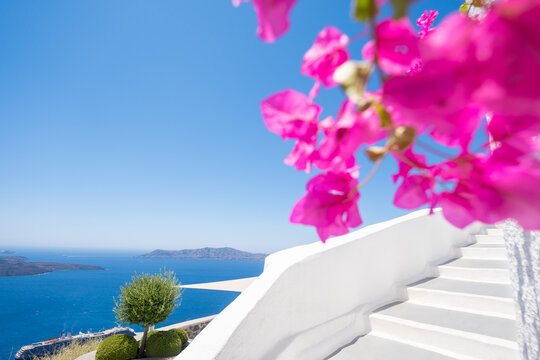 White architecture with blooming pink flowers in Santorini island, Greece. Blue sea and the blue sky in the background.