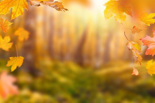Autumn background with bright yellow and orange maple leaves falling in a sunny forest. Seasonal nature scene with warm colors and soft focus