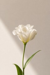 Fototapeta premium Minimalist White Flower on Soft Beige Background