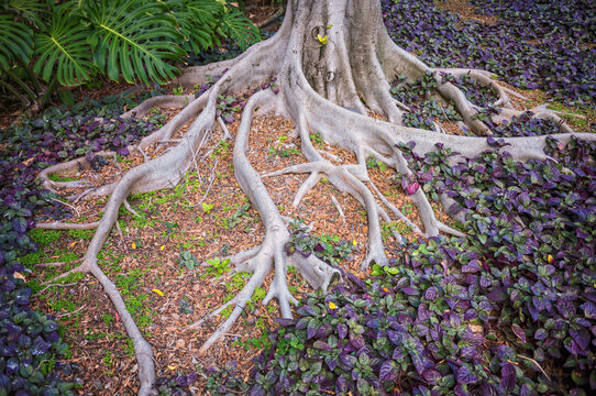 Old Grey Tree with Roots Surrounded by Green and Purple Ground Cover.