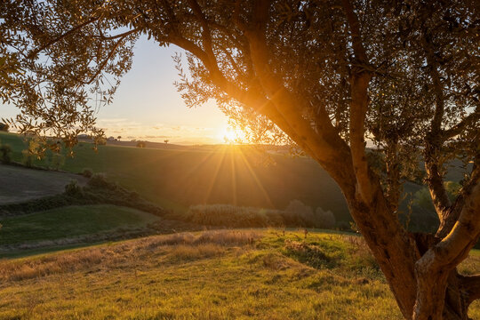 View of an olive tree in the foreground with rolling hills bathed in the warm golden light of sunset in Petriolo, Marche, Italy.
