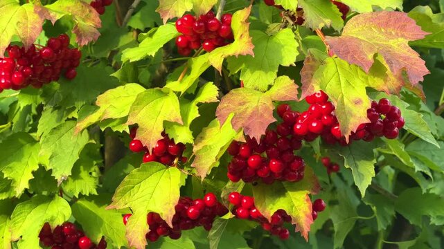 Close up of red viburnum berries growing on a bush in late summer