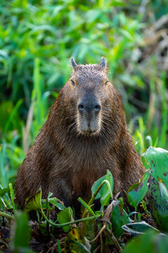Symmetrical Portrait of a Capybara Surrounding by Green Vegetation