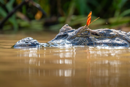 Caiman in River Water with an Orange Butterfly Resting on its Head