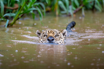 Wild Jaguar Swimming in River Water with Eyes Above Surface © JoseAngel
