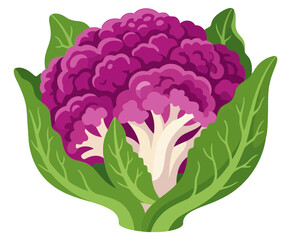 Purple cauliflower