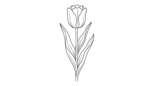Elegant tulip flower line drawing illustration