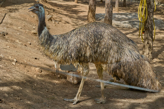 Emu standing in natural enclosure under trees on sunny day