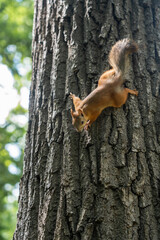 Obraz premium Red squirrel climbing textured tree trunk in sunlit park.
