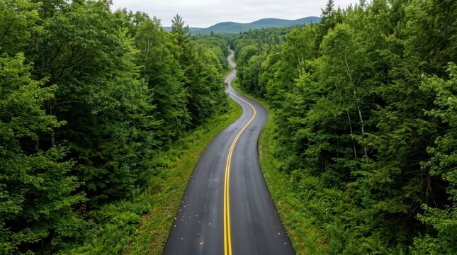 Winding road through lush green forest