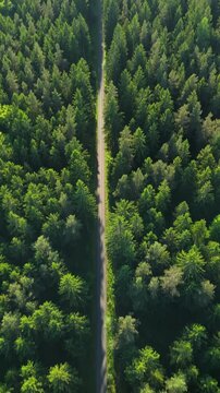 Vertical drone shot panning down from sunny sky with light halations to road in green pine forest then moving backward overhead