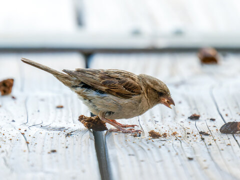 Moineaux domestiques (Passer domesticus) se nourrissant de morceaux de pain sur une terrasse en bois