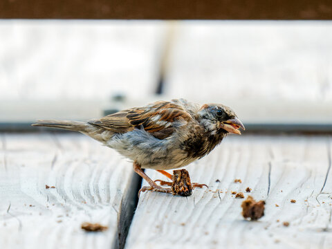 Moineau domestique (Passer domesticus) en pleine mue se nourrissant de pain &agrave; Tignes dans les Alpes fran&ccedil;aises