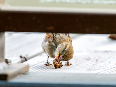 Moineaux domestiques (Passer domesticus) se nourrissant de morceaux de pain sur une terrasse en bois