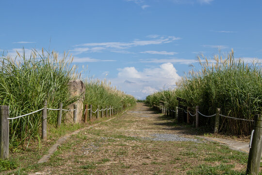 Scenic walking path through tall green grass and reeds under a blue sky with clouds