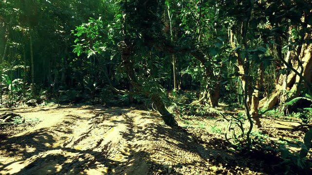 Bright sunlit forest trail and clearing, dirt path framed by mixed canopy, scattered leaf litter and high contrast light patches, inviting for hiking, cycling