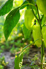 Close up green pepper is hanging from a plant. Green pepper plant growing in a kitchen garden to provide fresh produce, raw organic food ingredients. Organic garden, fresh vegetables concept. © Iryna