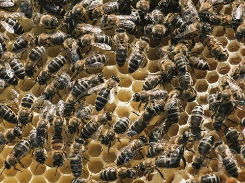 A dynamic scene unfolds in a thriving hive as busy honeybees tend to their hexagonal cells, showcasing the teamwork essential for honey production