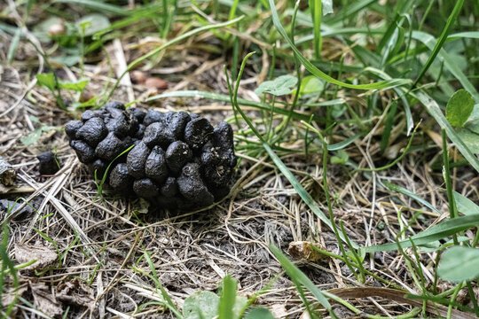 Deer Droppings Among Grass and Dry Vegetation