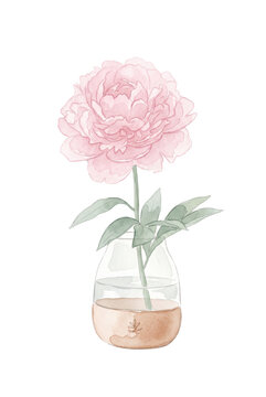 Hand-painted watercolor illustration of a delicate pink peony flower in a glass vase with a terracotta base, isolated on a transparent background.