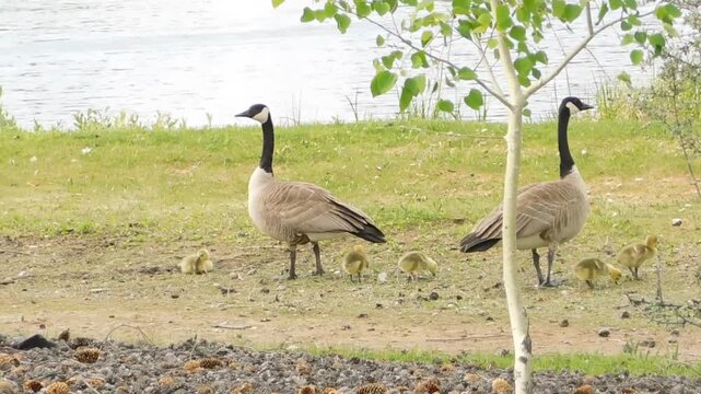 Canada Geese with Goslings Walking Near a Lakeside in Nature